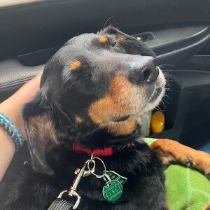 Meet your Posher, Maggie